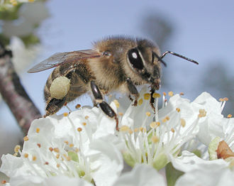 330px-Plumpollen0060_wikipediade